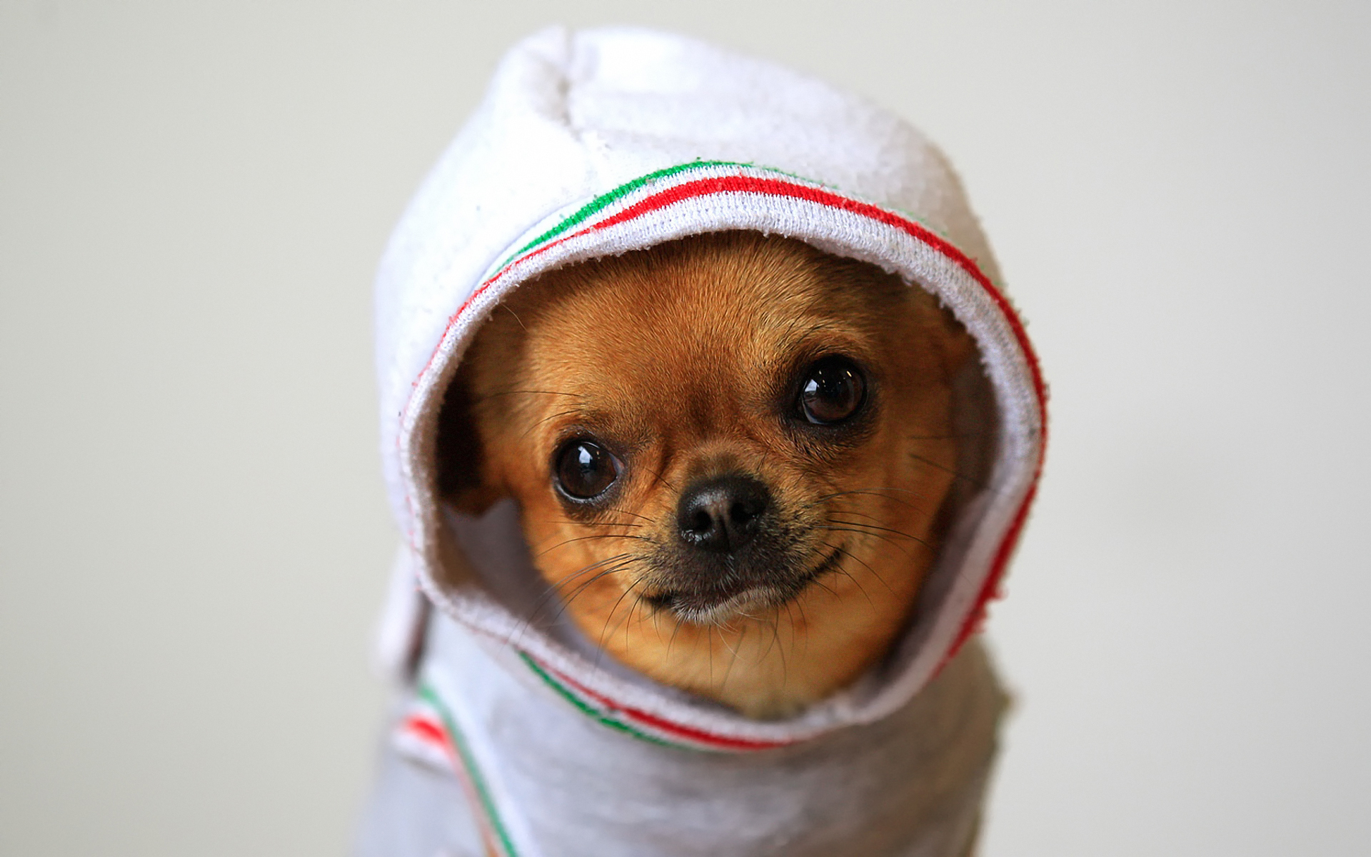 Animals_Dogs_Chihuahuas_in_clothes_033888_