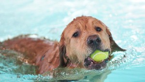 Dog in the Pool