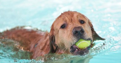 Dog in the Pool