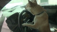 Why you should never let your chihuahua drive your car.