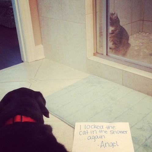 Bad Dog
