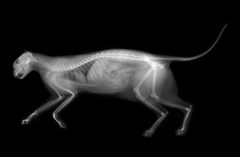 Feline X-ray Full Body