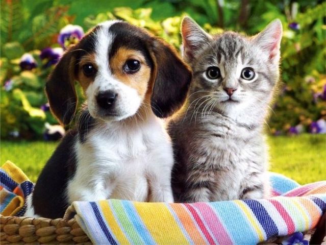 cats-and-dogs (1)