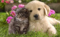 Cats and Dogs Who are Friends