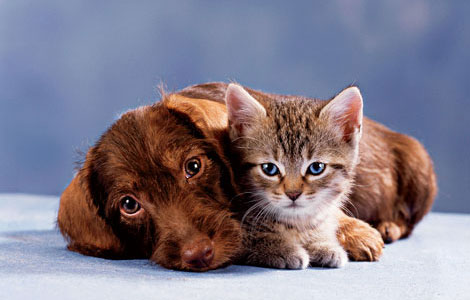 cats-and-dogs (4)