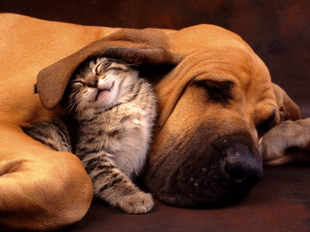 cats-and-dogs (5)