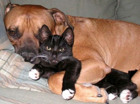 cats-and-dogs (7)