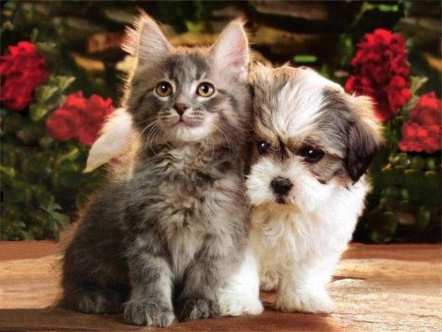 cats-and-dogs (8)