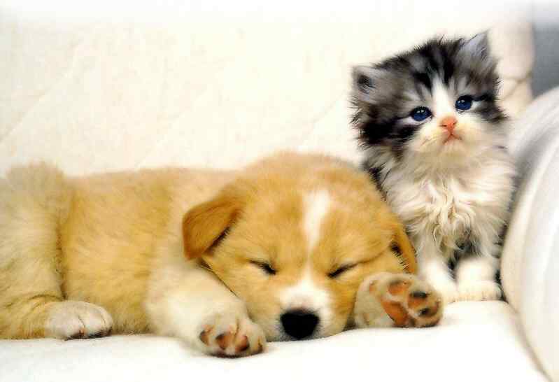 cats-and-dogs (9)