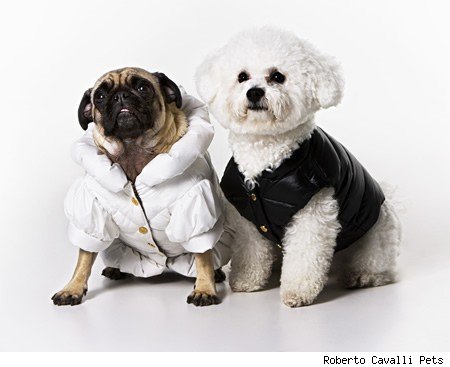 cavalli-pets-2