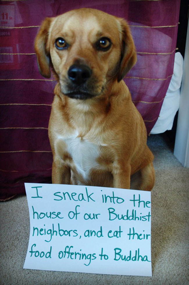 dogs-who-are-shamelessly-proud-of-what-they-just-did-12