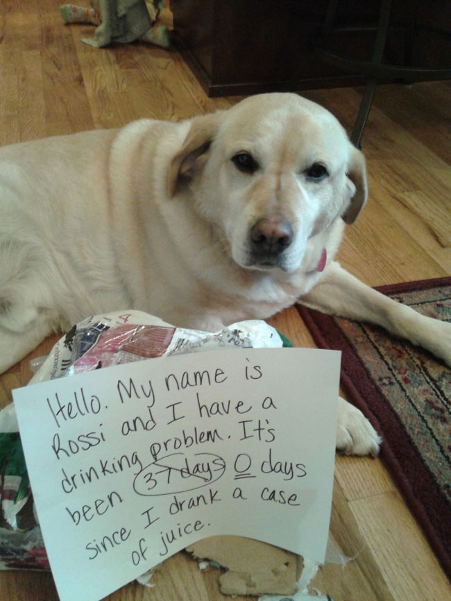 dogs-who-are-shamelessly-proud-of-what-they-just-did-17