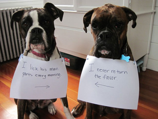 dogs-who-are-shamelessly-proud-of-what-they-just-did-26