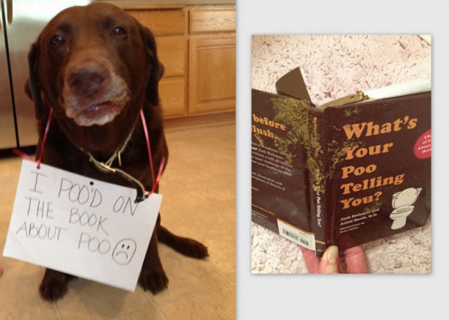 dogs-who-are-shamelessly-proud-of-what-they-just-did-27