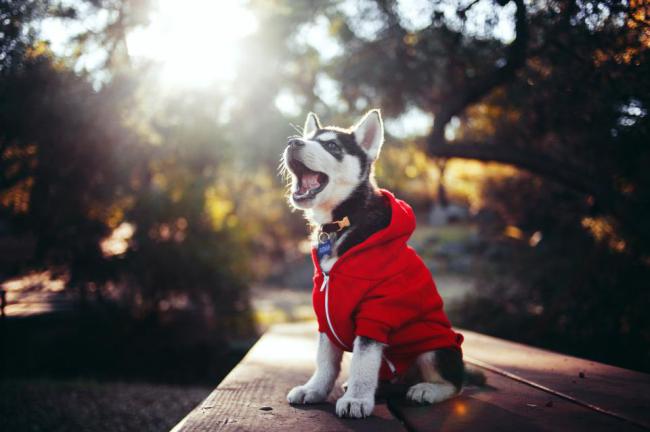 husky-in-a-hoodie