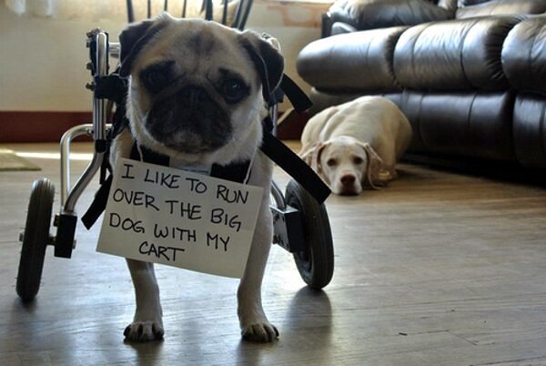 i-like-to-run-over-the-big-dog-with-my-cart-pug