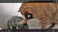 If you ever thought that all animals were sweet and nice, then you need to watch this amazing display of diabolical behavior.