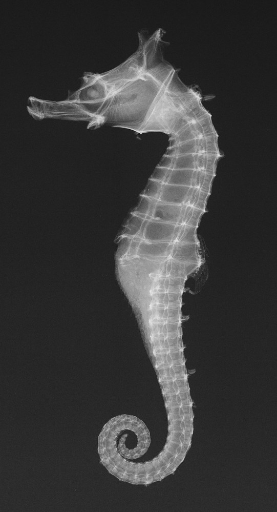 sea horse