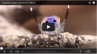 Disco dancing spider, you have to see it to believe it.