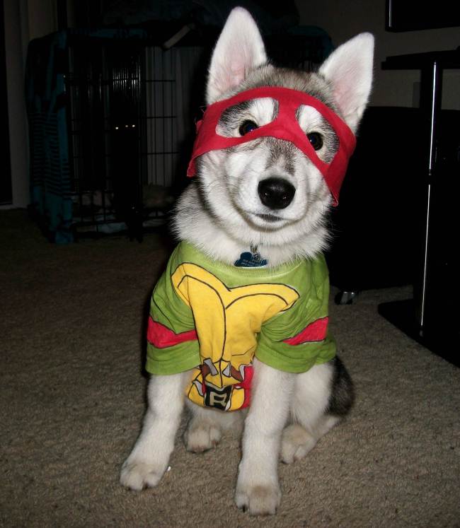 tmnt-husky