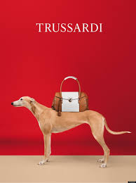 trussardi 4