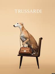 trussardi 5