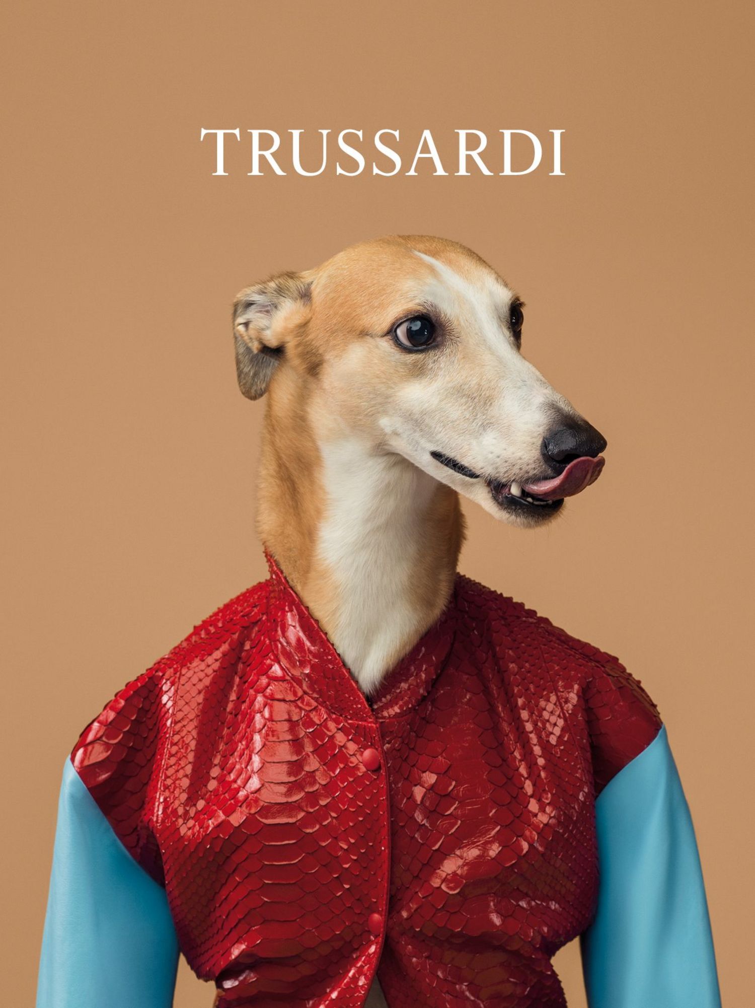 trussardi-dog-2-main