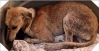 Abused Dog Faces Wall in Terror for Days After Being Rescued
