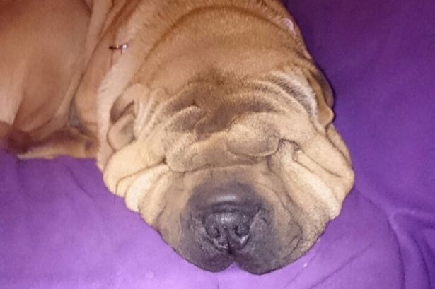 Shar Pei Honey Needs Face Lift