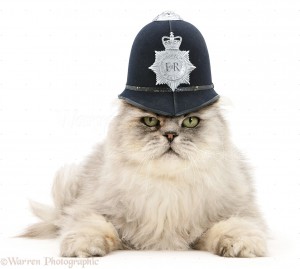 Police Cat