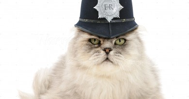 Police Cat