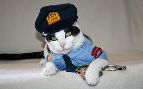 Police Cat in Uniform