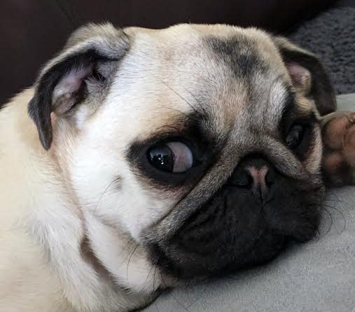 Bella the hermaphrodite pug