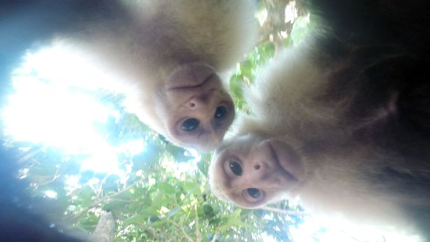 Monkey GoPro Camera