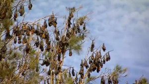 swarm of bats invade australia