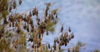 swarm of bats invade australia