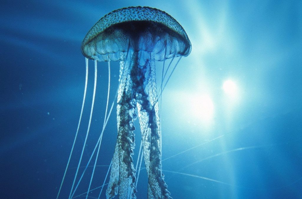 IMMORTAL JELLYFISH