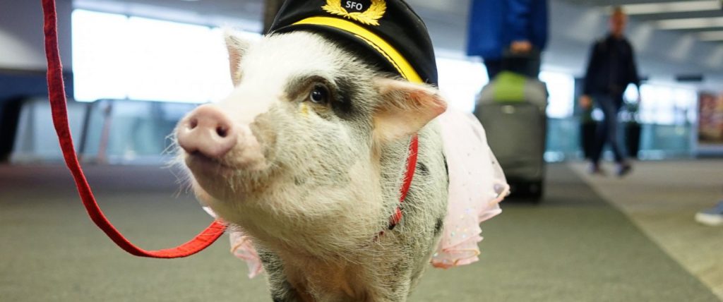 Lilou, Airport Therapy Animal