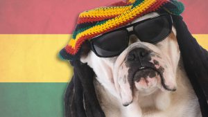 Reggae Dog