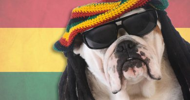 Reggae Dog