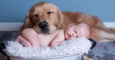 Dog and Baby Nap Together