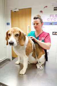 Alfie Bulging Beagle