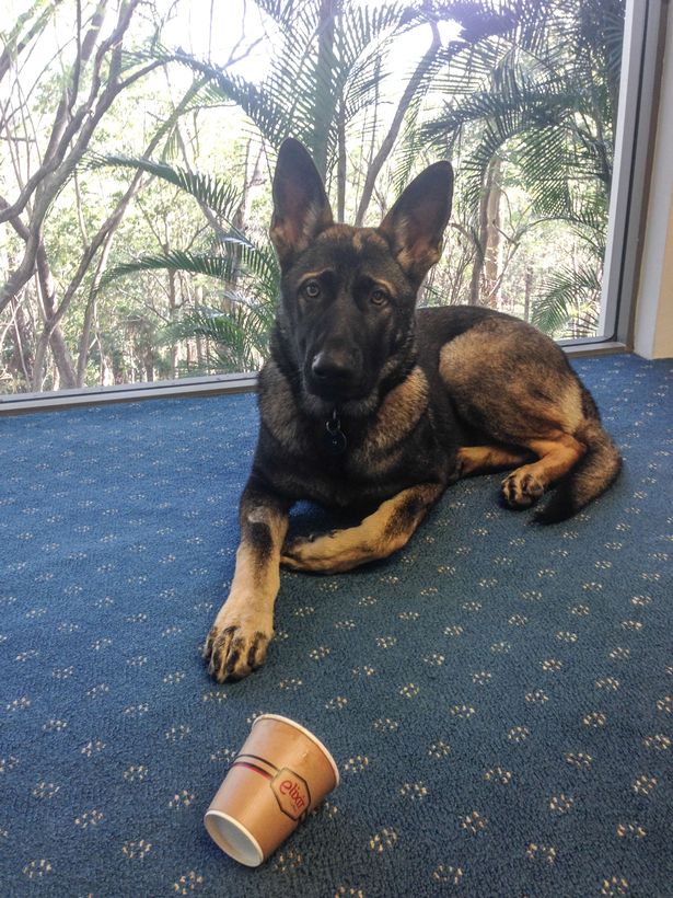 Gavel is too cute to be a police dog