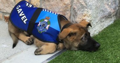 Gavel was fired from being a police dog