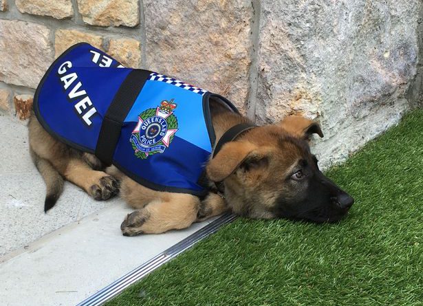 Gavel was fired from being a police dog