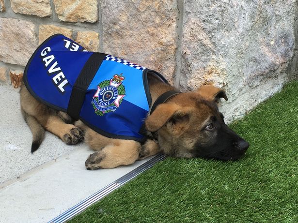 Gavel was fired from being a police dog