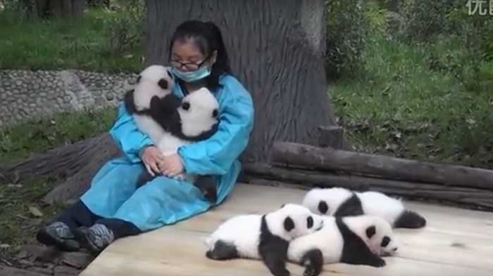 Panda Nanny