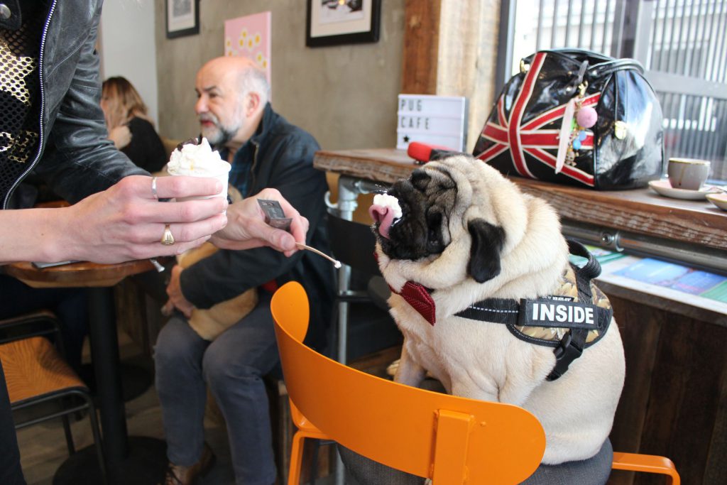 Pug Enjoying a pugguccino