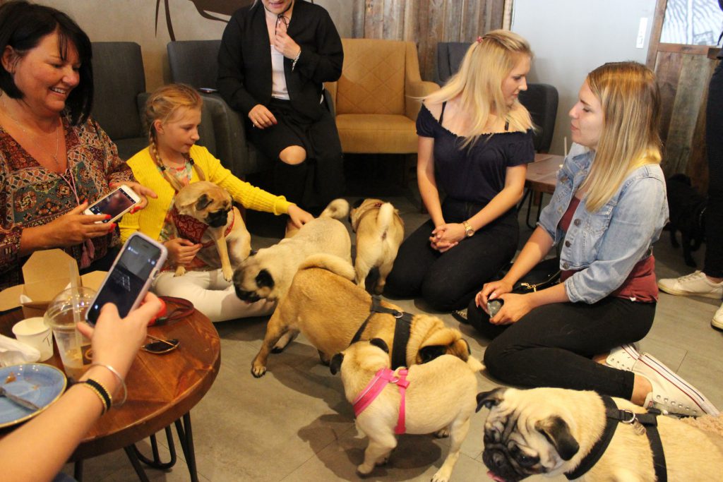 Pug Meet Up