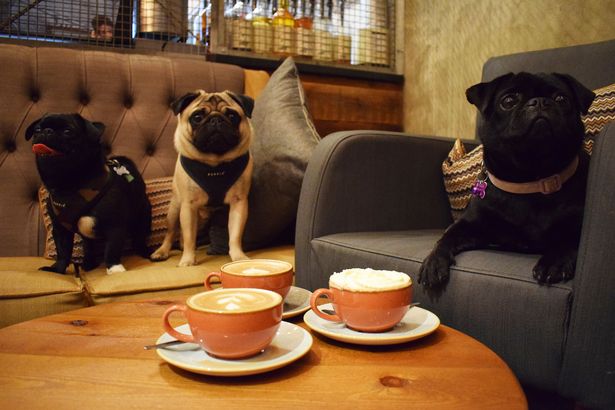 Pugs meet up for a coffee morning. Pugs meet up for a coffee morning.